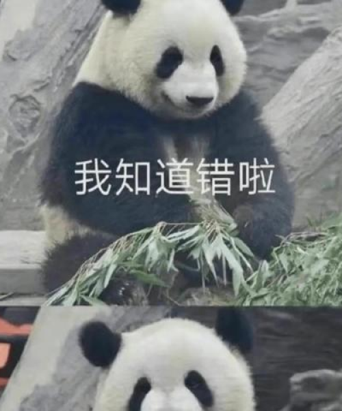 熊猫丫丫今日最新状态报告：熊猫丫丫今日最新状态视频