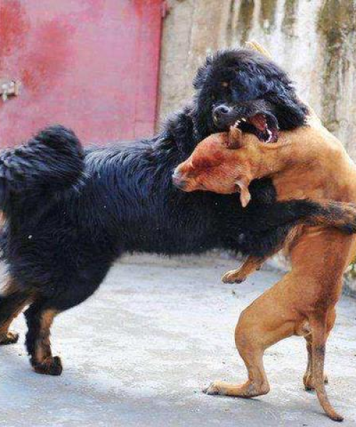 世界最凶猛犬排名：世界最凶猛犬排名前十
