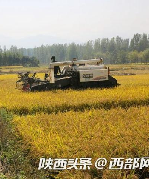 全球水稻产量排名，中国荣登榜首，展现稻田丰收的壮丽画卷：世界第一水稻国家排名榜