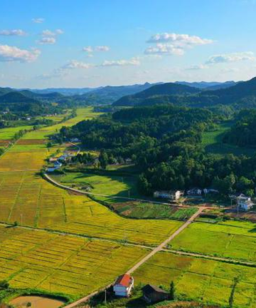 菜籽今日行情价最新走势分析：菜籽今日行情价最新走势图