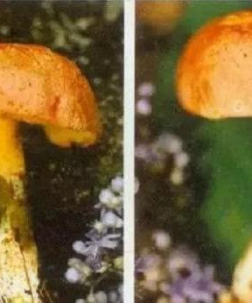 摩托车头盔世界排名：世界摩托车头盔十大名牌