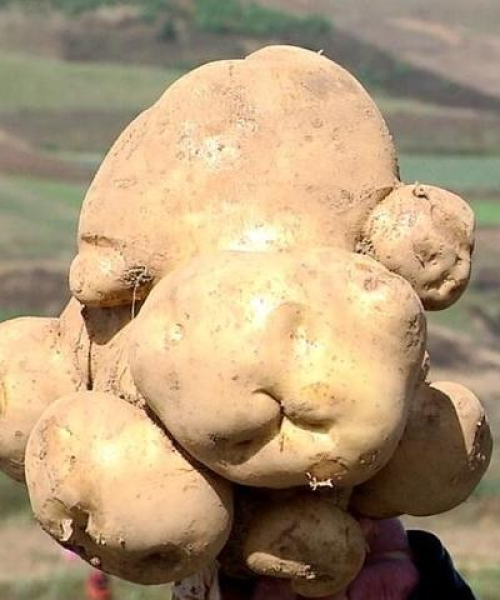 世界土豆最大产地排名：世界土豆最大产地排名榜