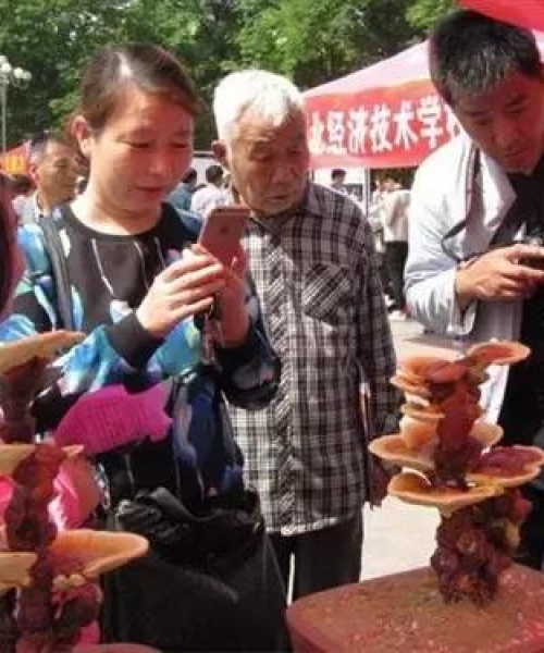 阜阳盆景排名前十名，美不胜收的艺术品展示：阜阳盆景排名前十名有哪些