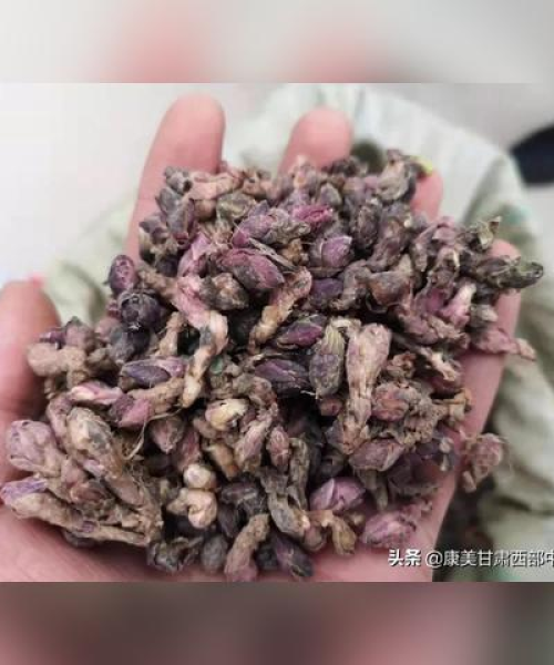 款冬花今日最新价格及市场动态分析：款冬花价格最新行情