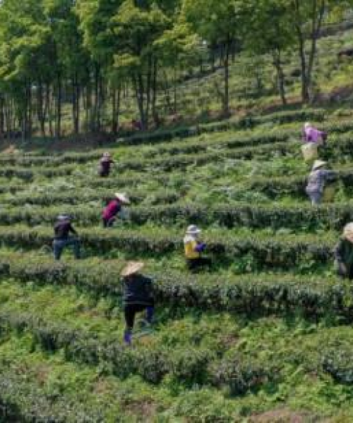 世界产茶国家排名：世界产茶国家排名榜