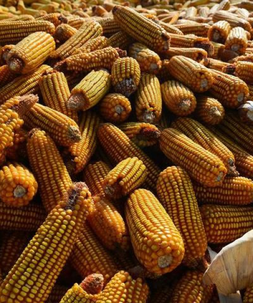 国际粮食今日最新价格分析：国际粮食今日最新价格表