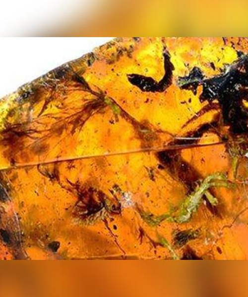 世界恐龙化石怪物排名：世界恐龙化石怪物排名前十