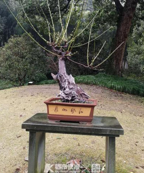 世界当代盆景大师排名：世界当代盆景大师排名榜