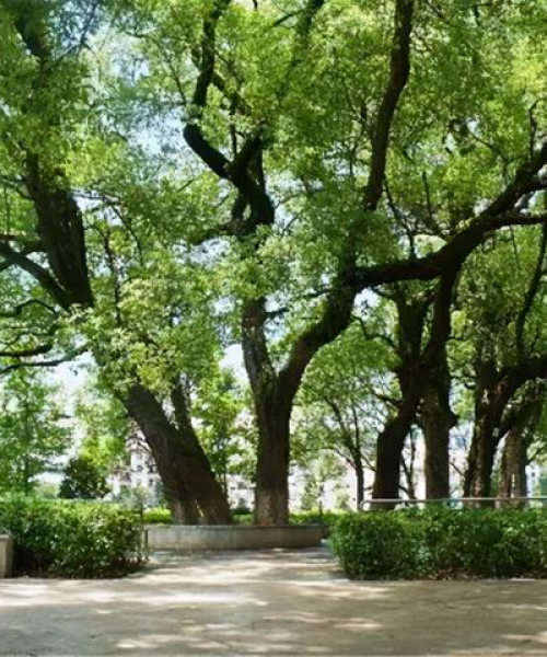 最新发布武平县古树名木名录概览：武平县古树名木名录最新消息