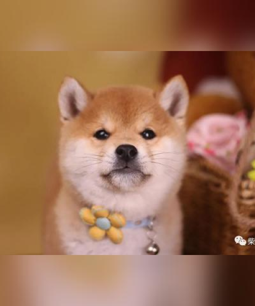 最新发布深圳纯种幼犬价格表：深圳纯种幼犬价格表最新图片