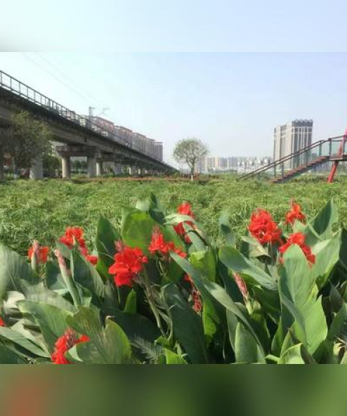 重磅发布成都咨询短视频推广公司排名TOP 10，看看你的选择在哪里！：短视频推广公司有哪些