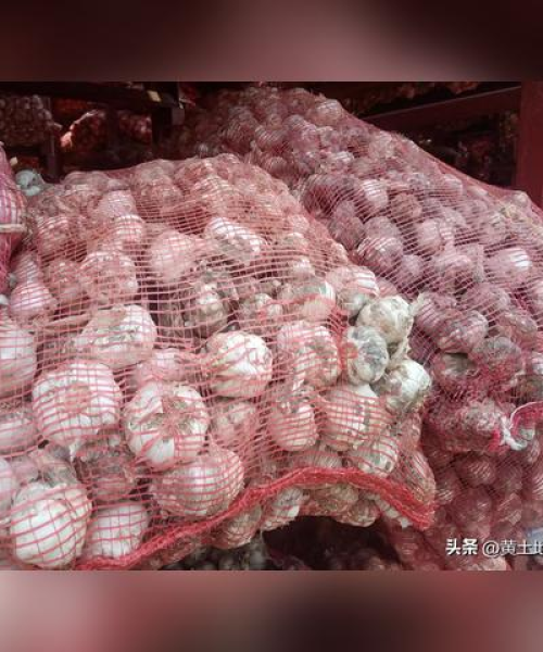 最新大蒜行情报告，市场走势强劲，价格稳中有升：今日最新大蒜行情走势