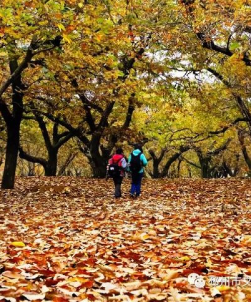 邳州银杏今日最新消息：邳州银杏百科
