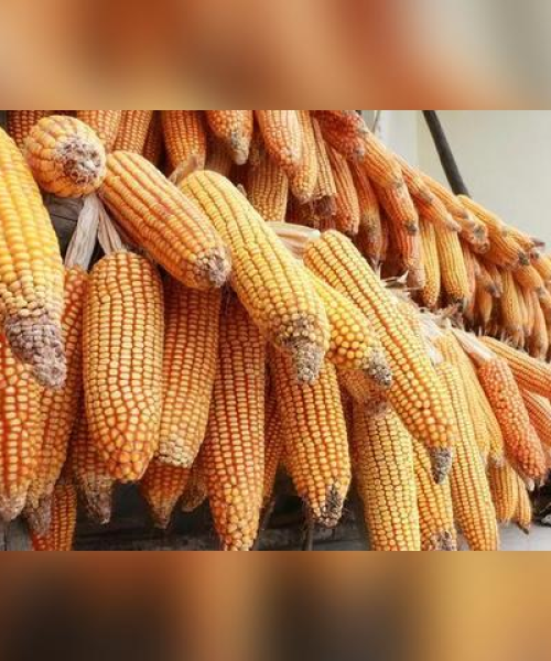 今日玉米豆最新价格及市场动态分析：今日玉米豆最新价格行情
