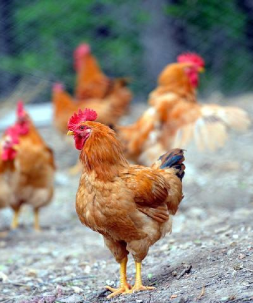 最新饲料品牌口碑排行榜揭晓，质量铸就信誉，信誉引领未来：饲料品牌口碑排行榜最新名单