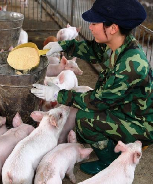 湖南今日最新肉价概览：湖南今日最新肉价行情